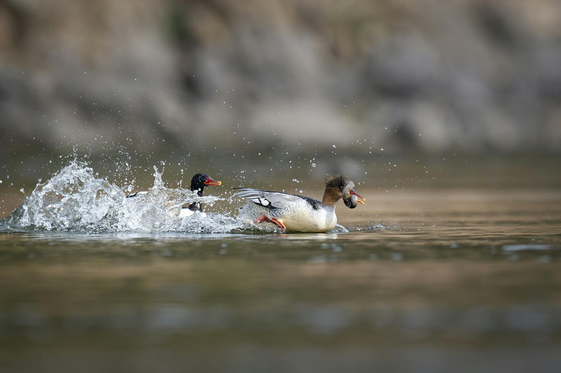 How Much Is the Chase Total Checking Bonus and What Are the Requirements?