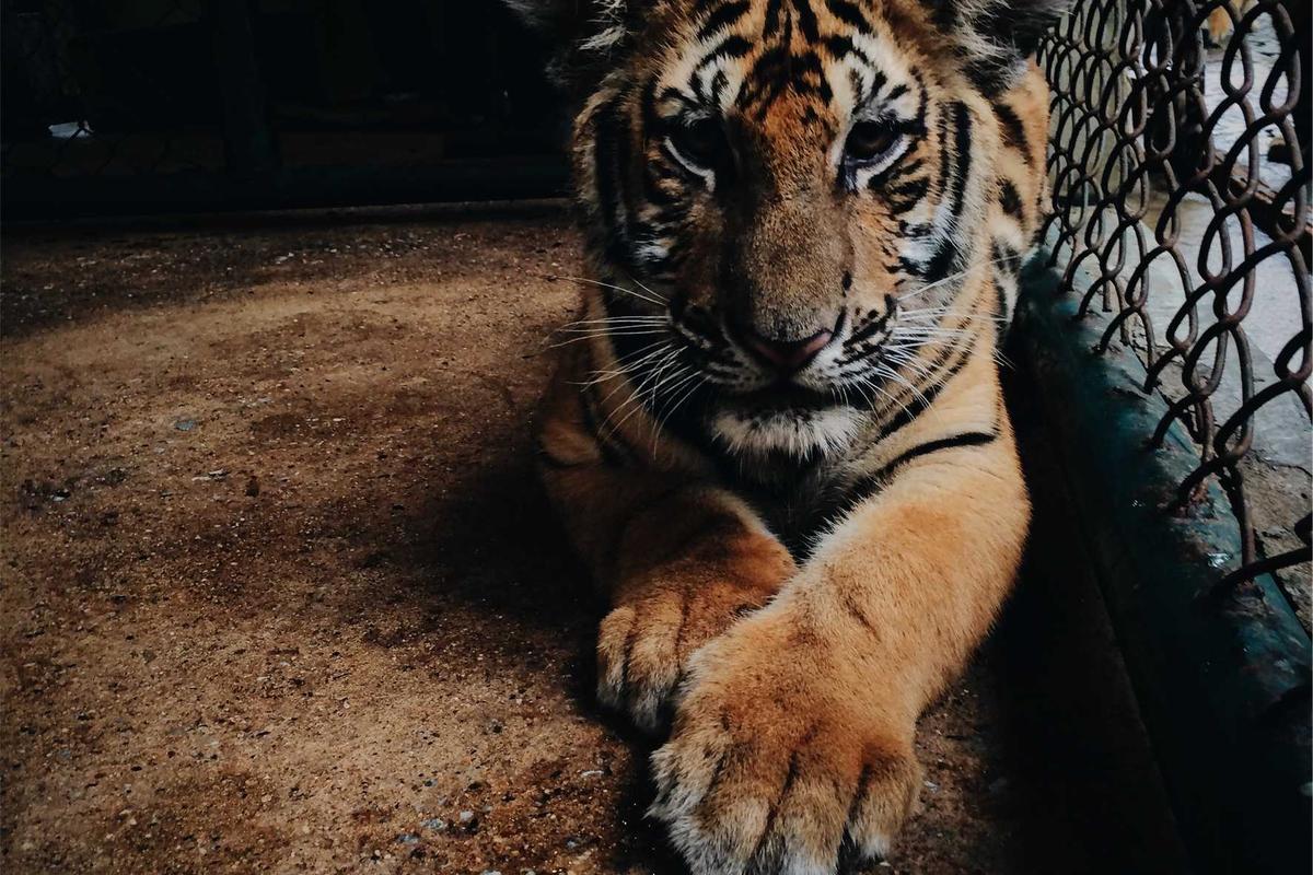 Common Pitfalls and Things to Watch Out For