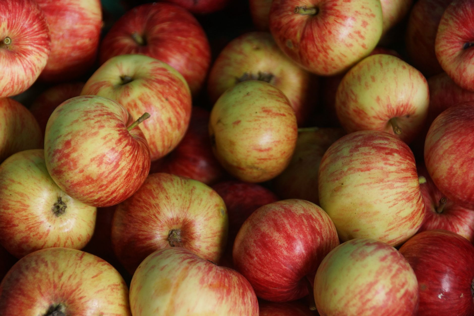 Comparing Apples to Apples—The True Profit Calculation