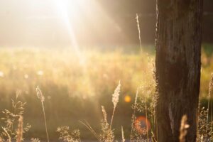 How to Get Subscription Reimbursement with Citi Banking - Featured image